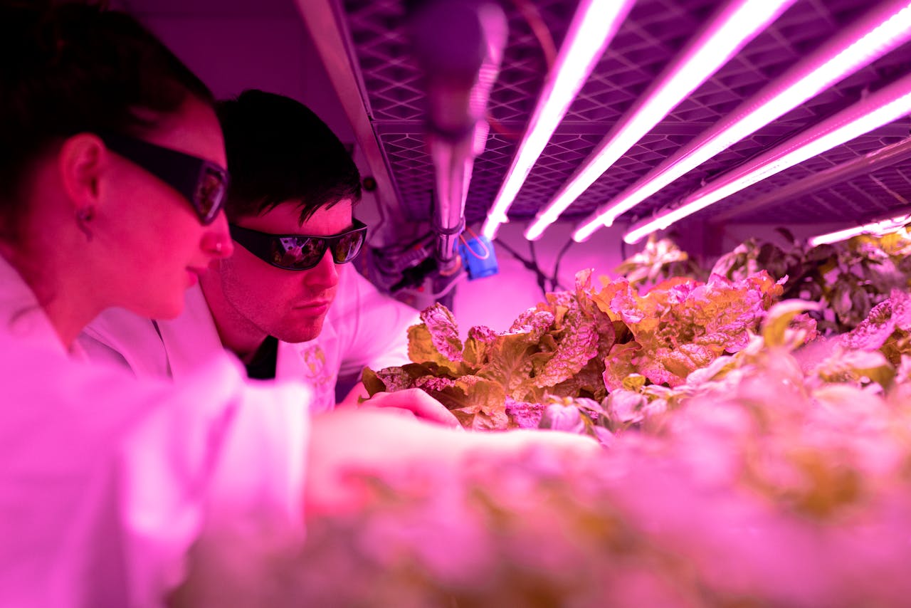Scientists monitor plant growth under pink LED lights in an indoor farm lab.